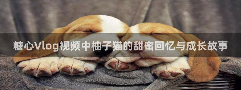 糖心vlog阿朱：糖心Vlog视频中柚子